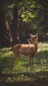 7 animals that can regrow their limbs