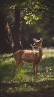 7 animals that can regrow their limbs