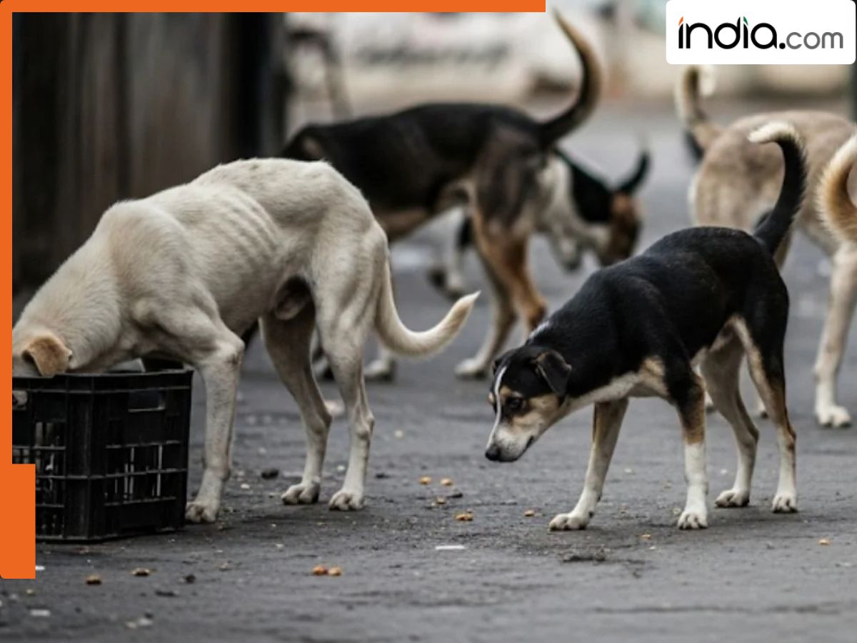 Teachers in Delhi now responsible for handling stray dogs? Delhi Govt issues clarification, says 'Heads of all offices, schools, and...'