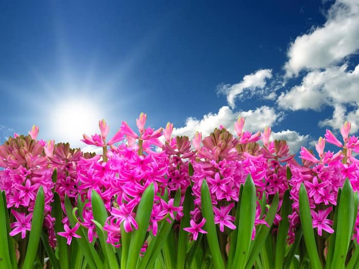 Best Time To Visit Valley Of Flowers India  1