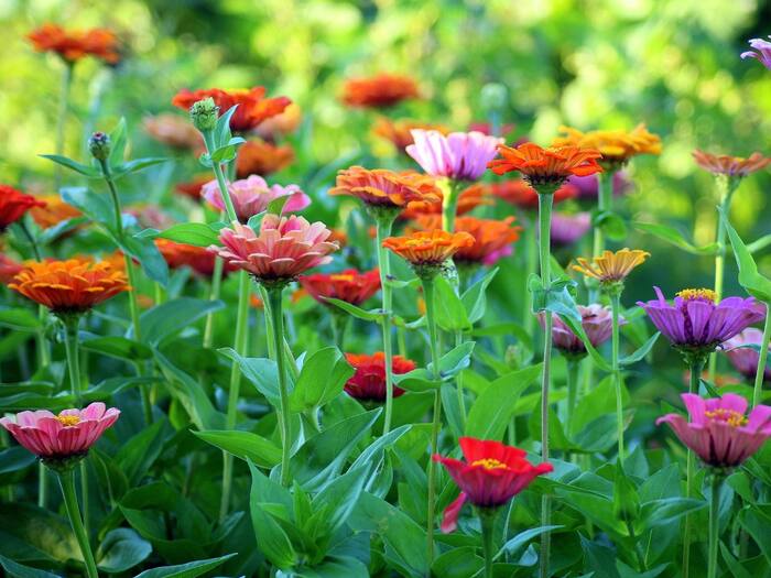 How To Reach Valley Of Flowers From Delhi