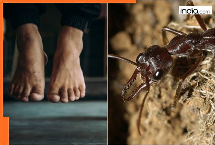 SHOCKING! Telangana woman commits suicide due to fear of ants, suicide note reads ‘I’m sorry, can’t live with…’
