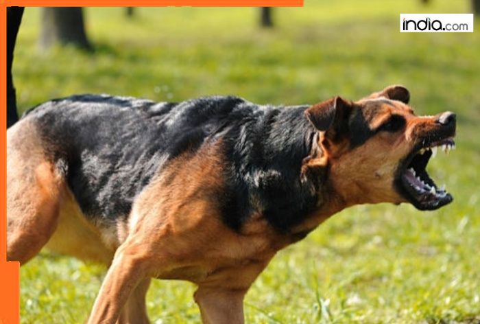 Delhi SHOCKER! Pitbull attacks 6-year-old, bites off ear; owner arrested, dog was brought by accused's son who is in jail for...