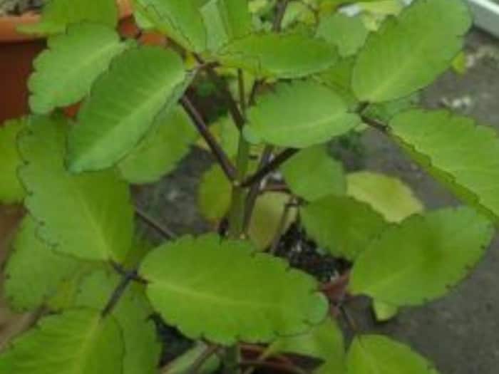 Patharchatta Benefits  5