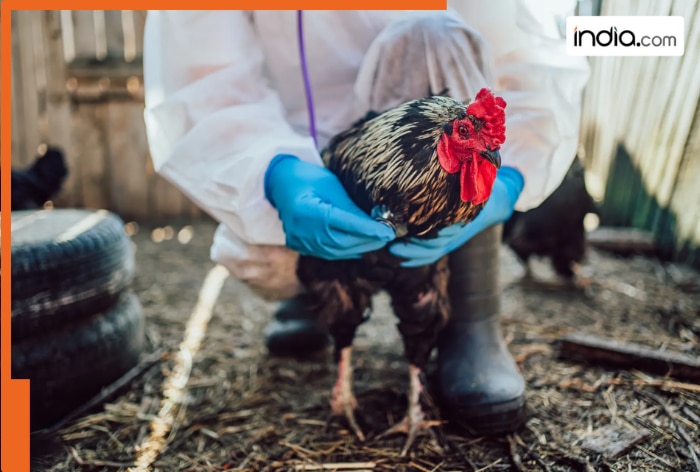 First Human H5N5 Bird Flu Death in the U.S. Raises Health Concerns - Article illustration from india.com