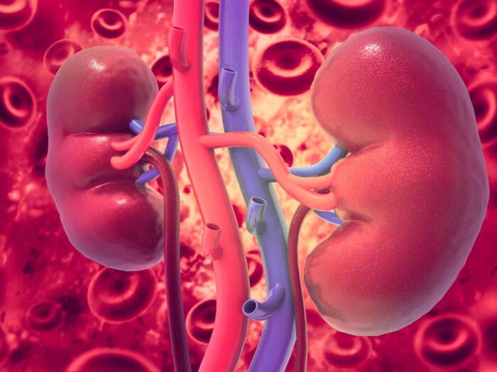 Five food damage kidney  6