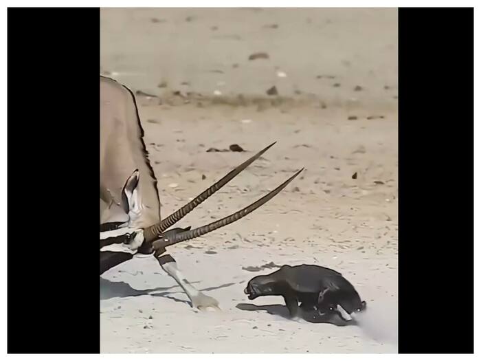 Honey Badger Never Dies