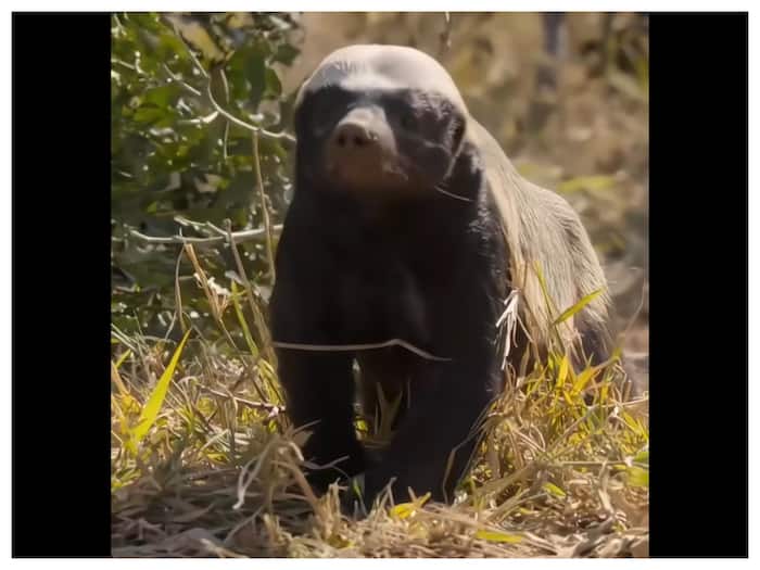 Toughest Creature Alive