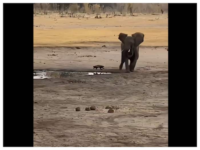 Maut Se Ladne Wala Janwar