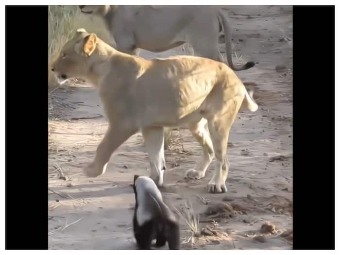 Jungle Ka Sabse Khatarnaak Jeev