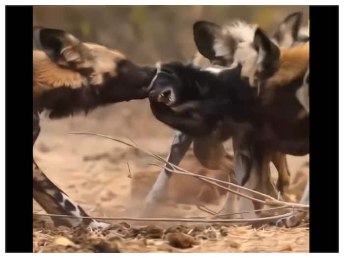 Maut Ko Challenge Karne Wala Jeev