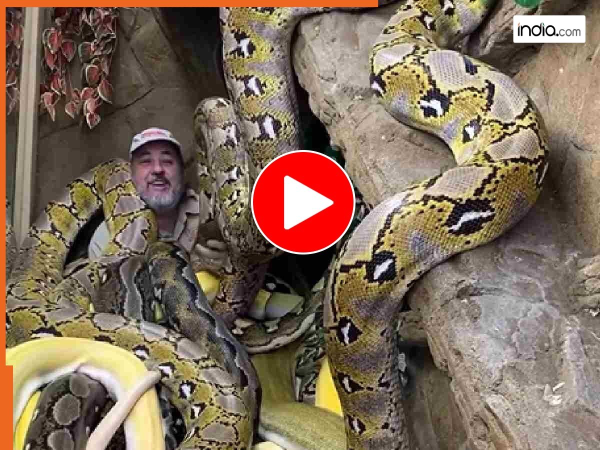 Azgar Viral Video: कई खतरनाक अजगरों के बीच लेट गया शख्स, दिल दहला देने ...