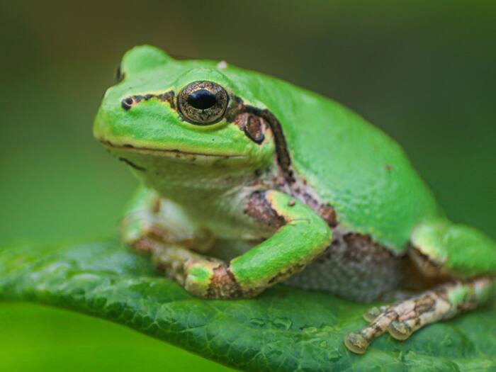 Japanese Tree Frog