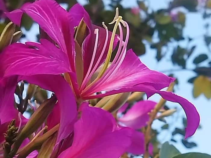Kachnar Benefits for Body Lumps