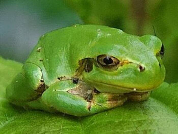 Japanese Tree Frog