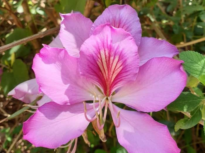 Kachnar Benefits for Body Lumps