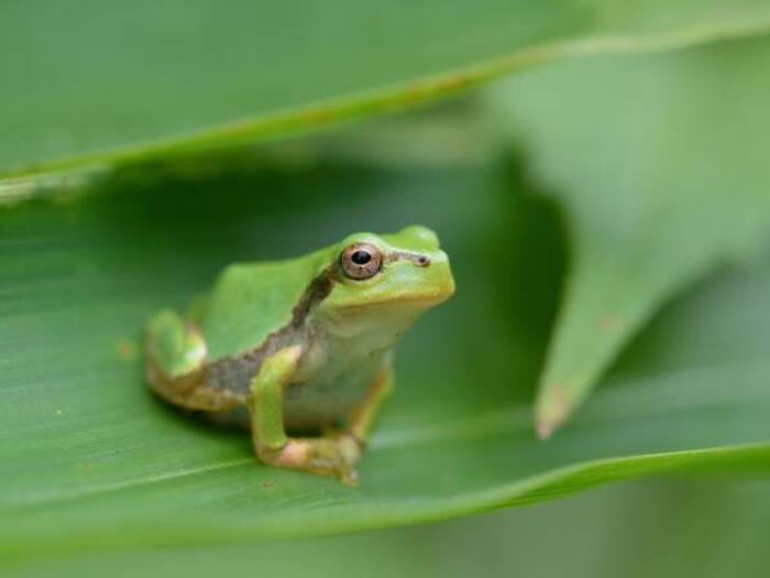Japanese Tree Frog
