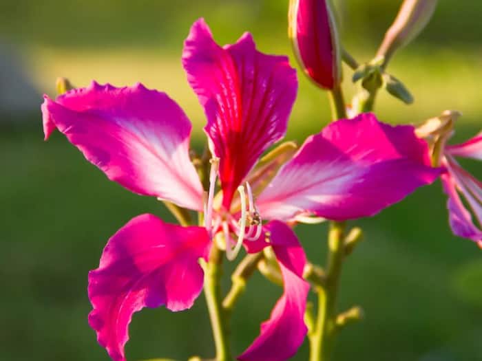 Kachnar Benefits for Body Lumps