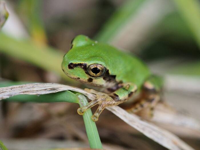 Japanese Tree Frog