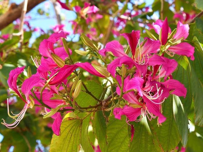 Kachnar Benefits for Body Lumps