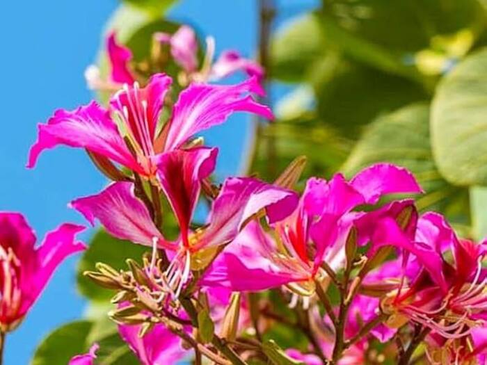 Kachnar Benefits for Body Lumps