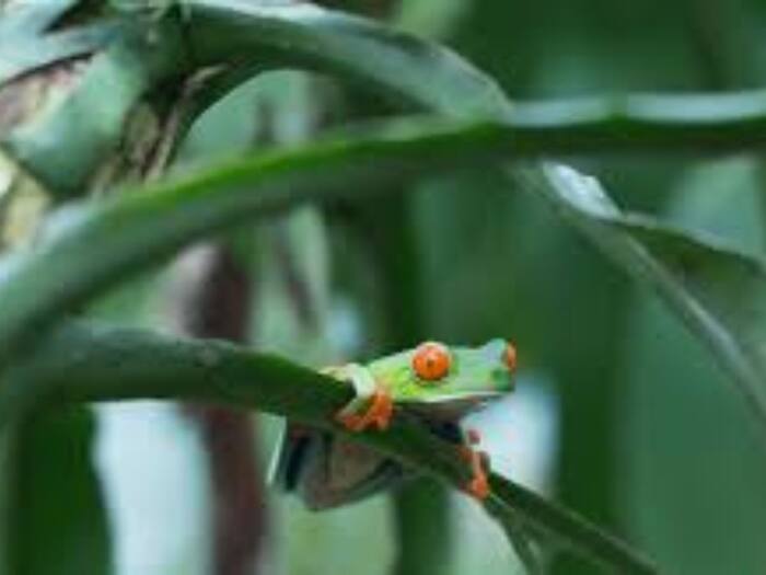 Japanese Tree Frog