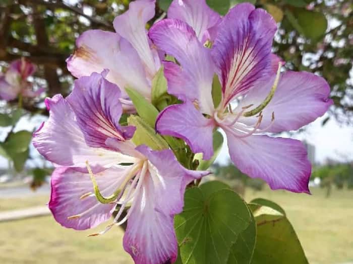 Kachnar Benefits for Body Lumps