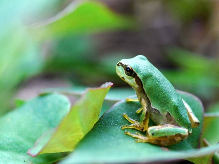 Japanese Tree Frog