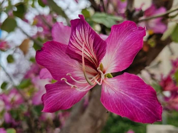 Kachnar Benefits for Body Lumps