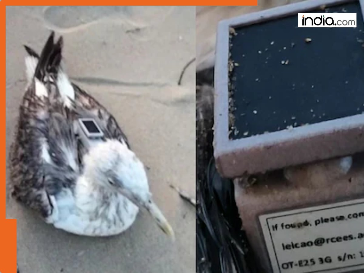 Seagull with Chinese GPS tracker found near Karwar coast, Sparks security probe in Karnataka