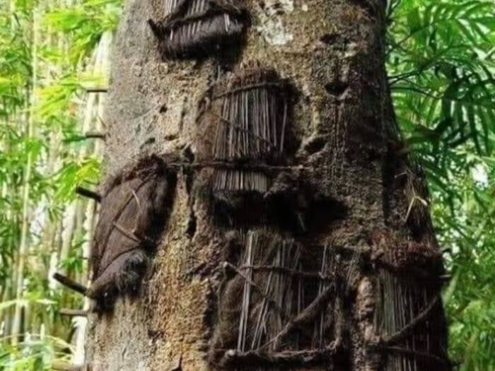 Indonesia Tree Burial Child
