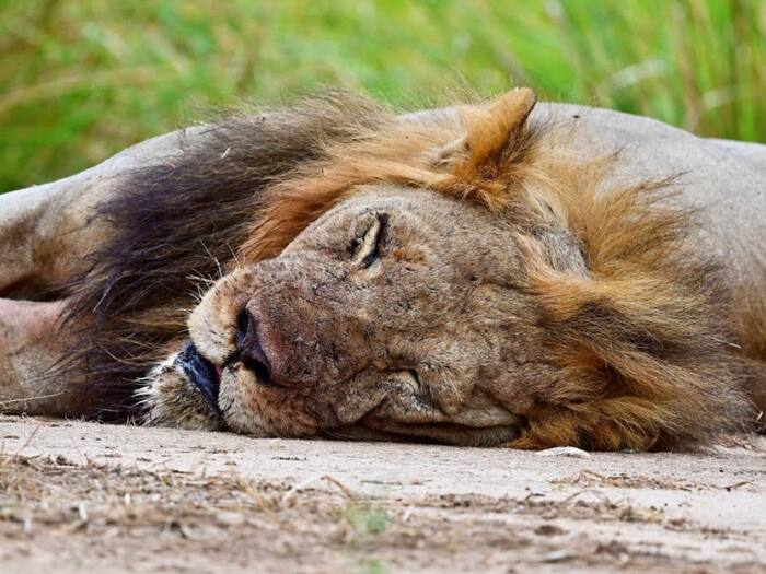 How long do lions sleep