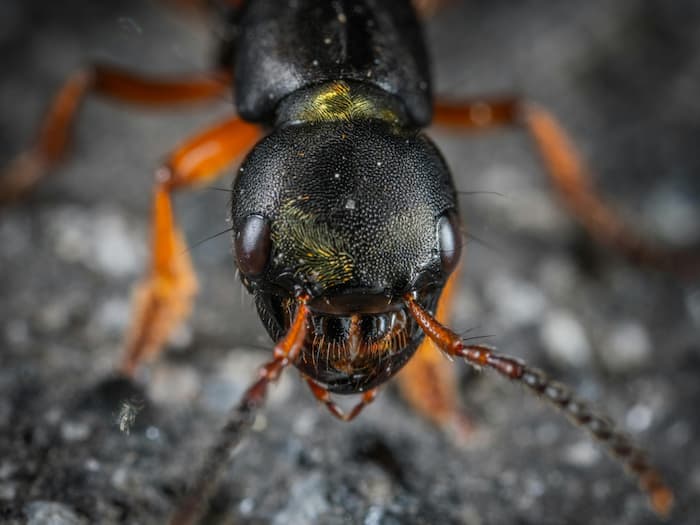 No Ants In Antarctica Reason