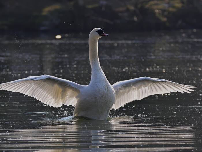 Rabbit Head Street Food Chengdu