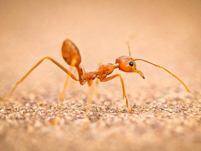 Strange Places Without Ants