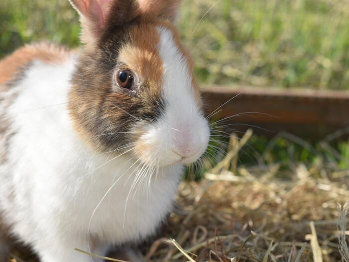 Unusual Chinese Meat Dishes