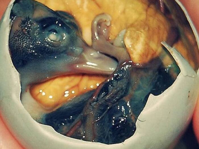 Weird Food Eaten In China Viral