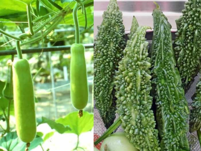 Beetroot with gheeya images