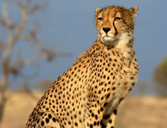 cheetah facts in hindi
