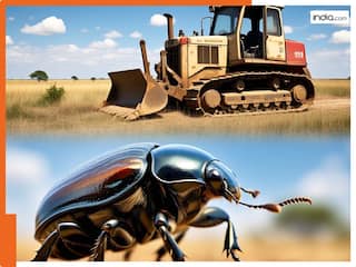 छोटे से कीड़े में छिपी बुलडोजर जैसी ताकत,  इंसान में होती इतनी स्ट्रेंथ तो खींच लेता कई हाथी