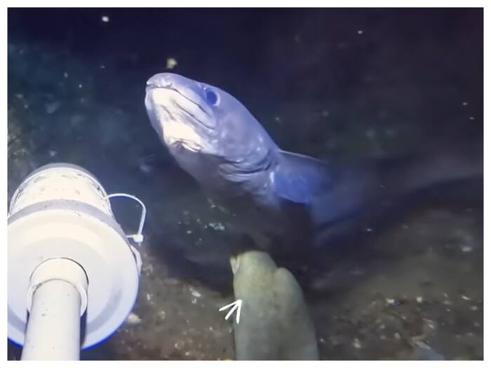 Rare Scene Under Sea