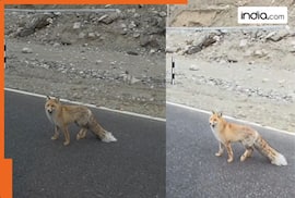 WATCH: Once-in-a-lifetime moment as red fox seen by man near Pangong Tso; internet calls him 'lucky', video goes viral