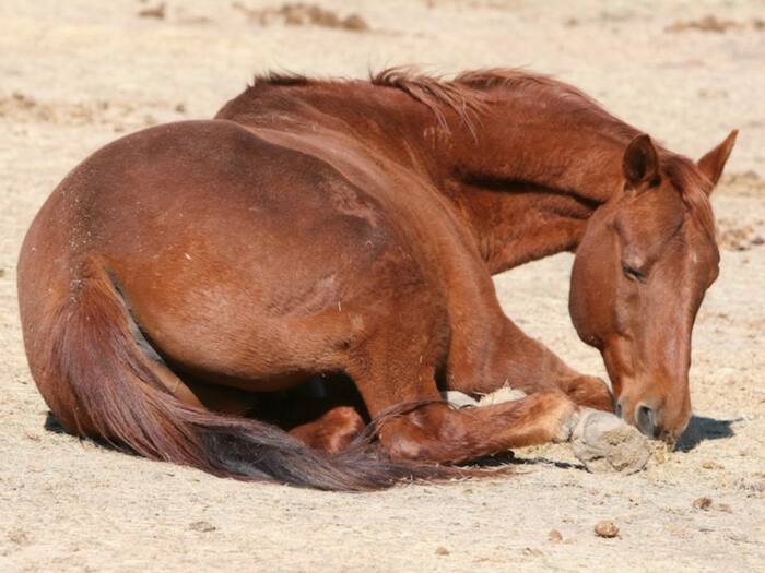 Sleeping habits of lion