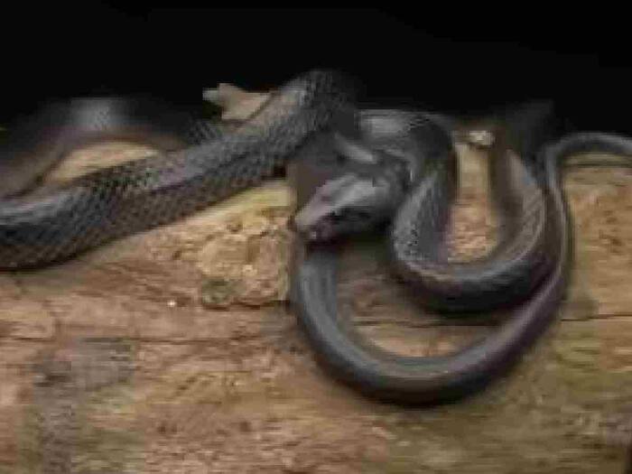 How to protect yourself from snakes in winter