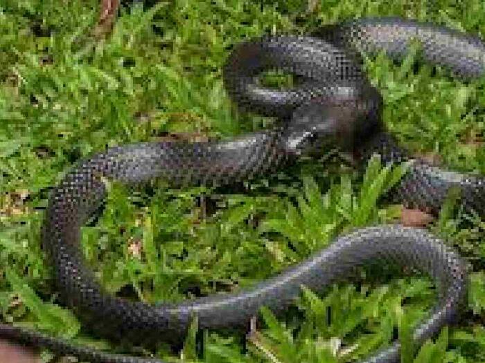 How do snakes sleep underground