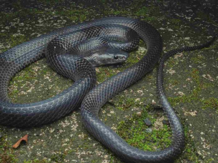 Why do snakes go into cracks in the walls