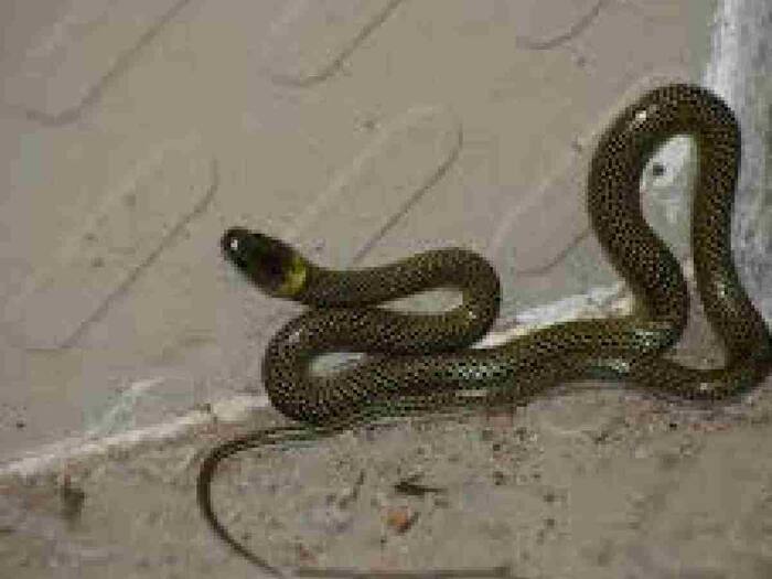 How do snakes hide in the roots of trees