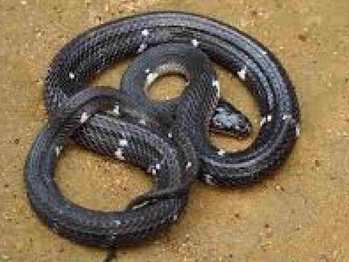 Why do snakes go under rocks