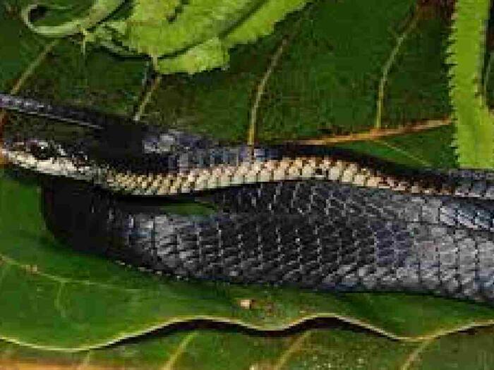 Why do snakes hide in burrows