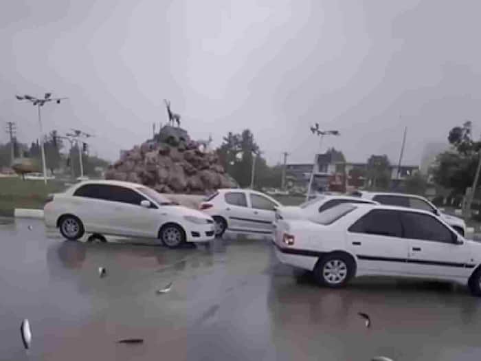 Fish raining city Yoro  America